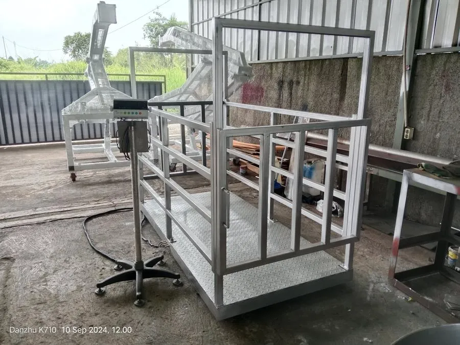 Timbangan Ternak Sapi HIdup